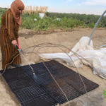 سقاية صواني التبذير استعداداً لنقلها إلى البيوت البلاستيكية المحمية- GAV