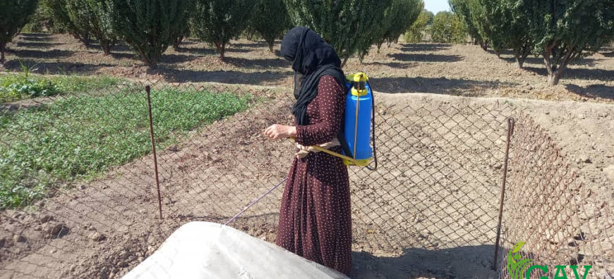 مستفيدات في مرحلة سقاية صواني التبذير استعداداً لنقلها إلى البيوت البلاستيكية - GAV