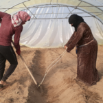 تسوية تربة البيوت البلاستيكية استعداداً لمرحلة الإنتاج - GAV