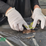 شتلات النبات داخل البيوت البلاستيكية - GAV