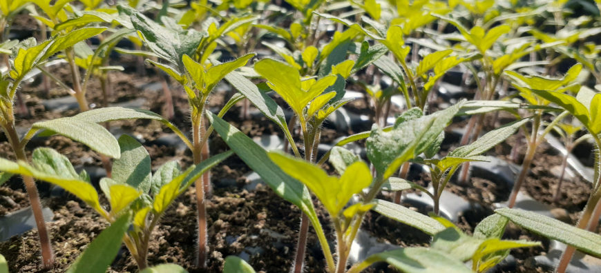 نمو الشتلات في صواني التبذير - GAV