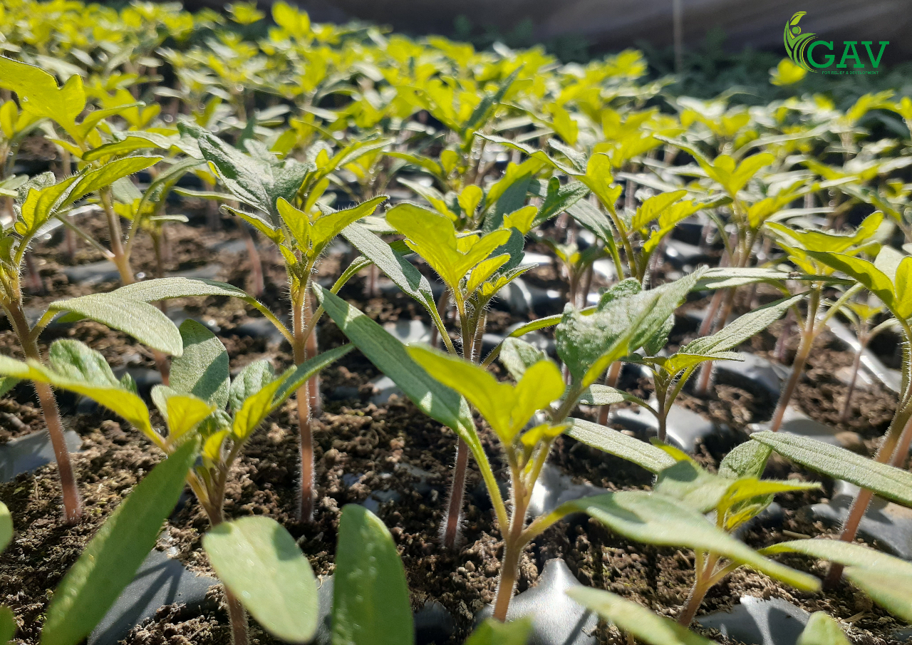 نمو الشتلات في صواني التبذير - GAV