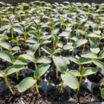 نمو الشتلات في صواني التبذير - GAV