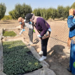 فريق المهندسين الزراعيين والمستفيدات يتابعون نمو الشتلات قبل نقلها إلى البيوت البلاستيكية - GAV