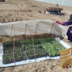 مراقبة نمو الشتلات من قبل مستفيدات مشروع أنامل خضراء - GAV