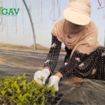 العناية بالشتلات بعد نقلها إلى البيوت البلاستيكية - GAV