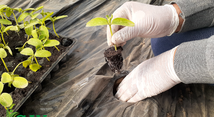 نقل الشتلات للبيوت البلاستيكية - GAV