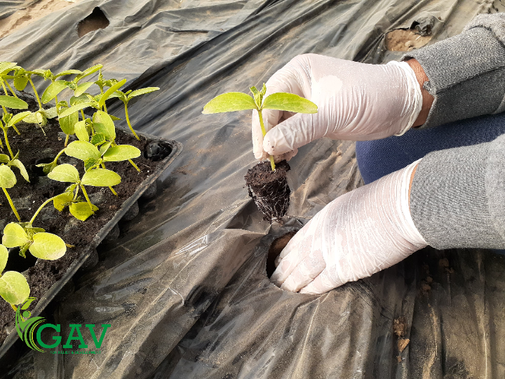نقل الشتلات للبيوت البلاستيكية - GAV