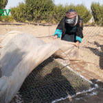 متابعة نمو الشتلات من قبل مستفيدات مشروع أنامل خضراء - GAV