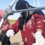 تثبت النايلون على البيوت البلاستيكية - GAV