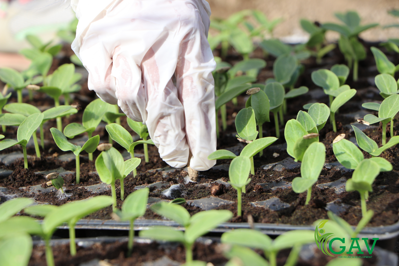 شتلات النباتات قبل نقلها إلى البيوت البلاستيكية ضمن مشروع (أنامل خضراء) في الرقة - GAV