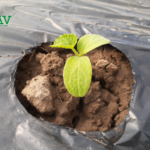 شتلة صغيرة بعد نقلها إلى البيت البلاستيكي - GAV