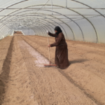 تسوية تربة البيوت البلاستيكية استعداداً لمرحلة الإنتاج - GAV