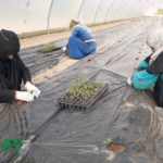 نقل الشتلات إلى البيوت البلاستيكية - GAV