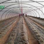 منظر عام للشتلات داخل البيوت البلاستيكية - GAV