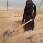 تسوية تربة البيوت البلاستيكية استعداداً لمرحلة الإنتاج - GAV