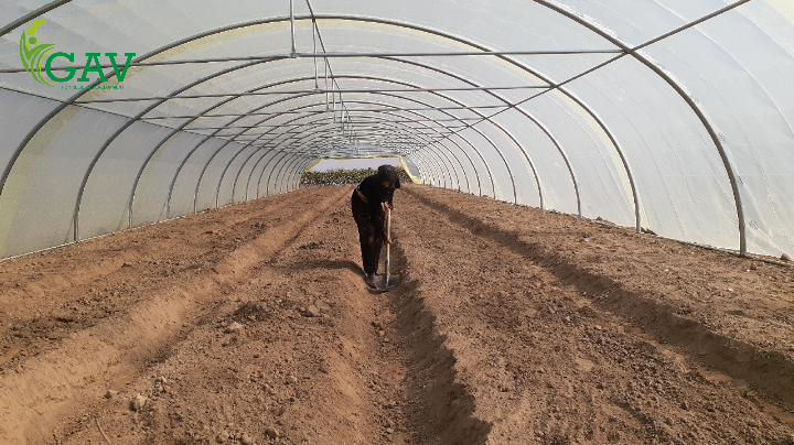 تسوية تربة البيوت البلاستيكية استعداداً لمرحلة الإنتاج - GAV