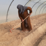 تسوية تربة البيوت البلاستيكية استعداداً لمرحلة الإنتاج - GAV