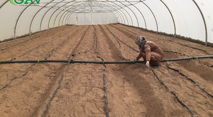 تركيب شبكة الري بالتنقيط - GAV