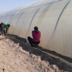 تثبت النايلون على البيوت البلاستيكية - GAV