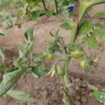 ثمار البندورة - GAV