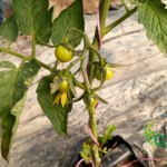 ثمار شتلات البندورة - GAV