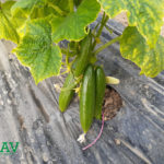 ثمار شتلات الخيار في البيت البلاستيكي - GAV