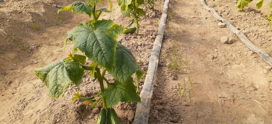 شتلات الخيار داخل البيوت البلاستيكية - GAV