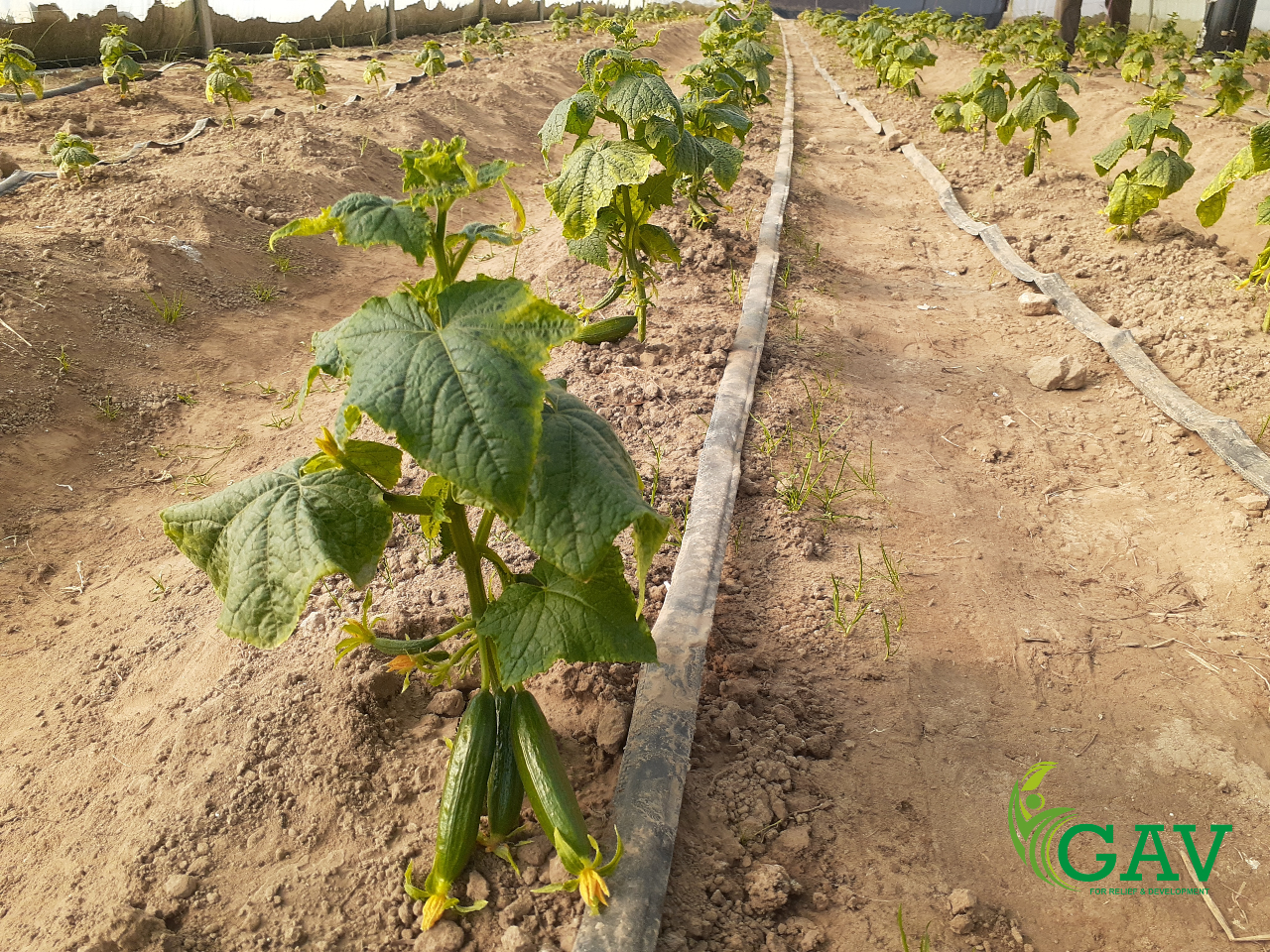 شتلات الخيار داخل البيوت البلاستيكية - GAV