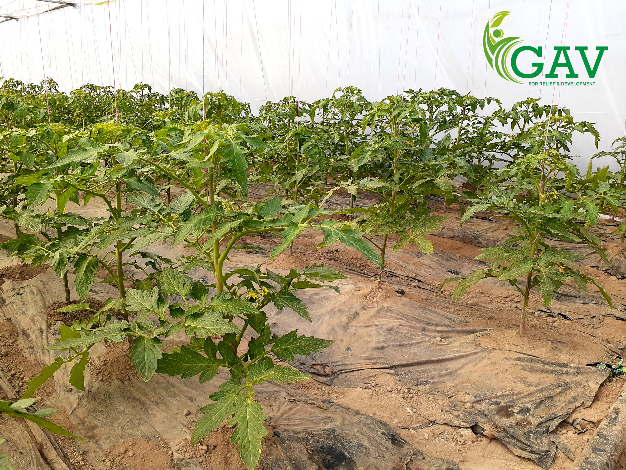 شتلات مشروع أنامل خضراء - GAV